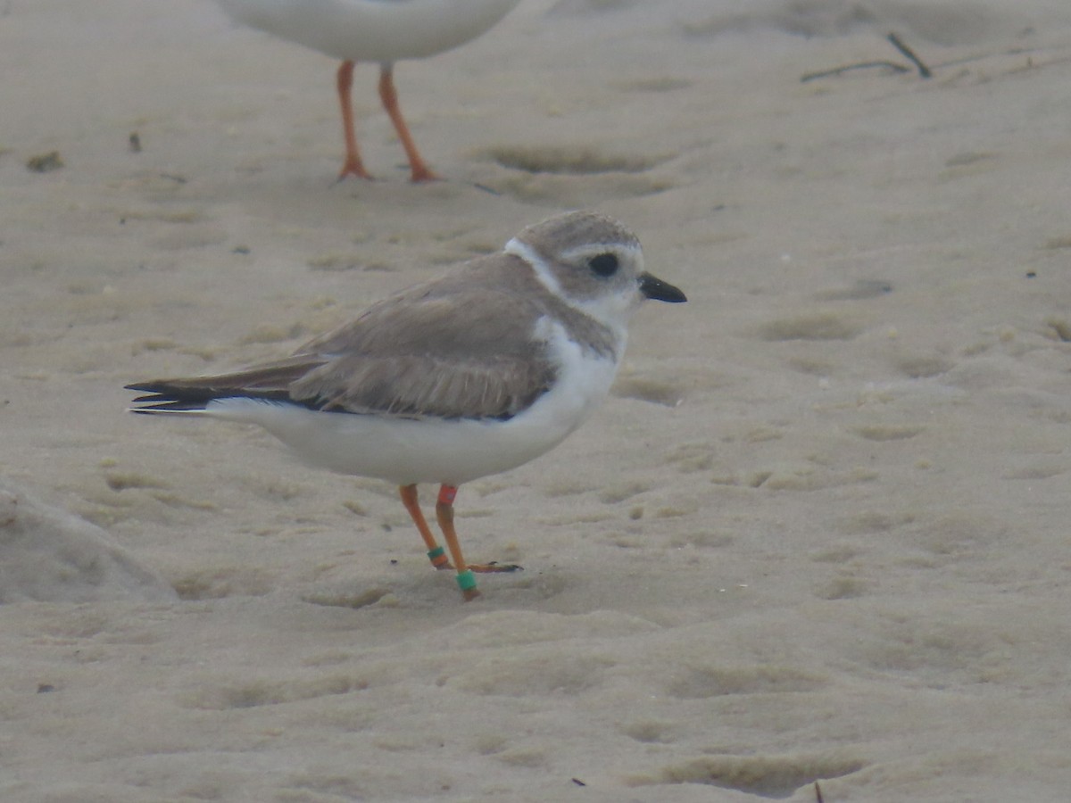 Piping Plover - ML515426291