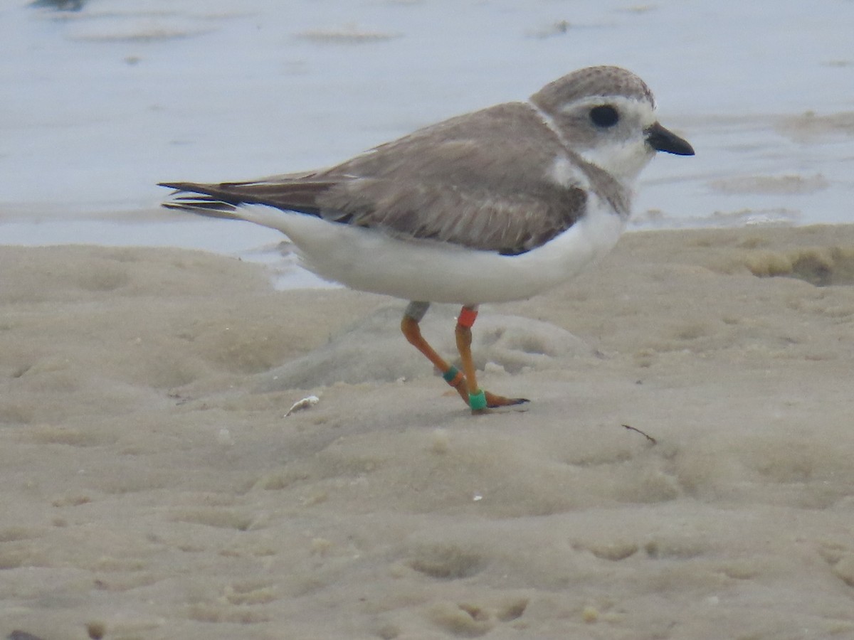 Piping Plover - ML515426301