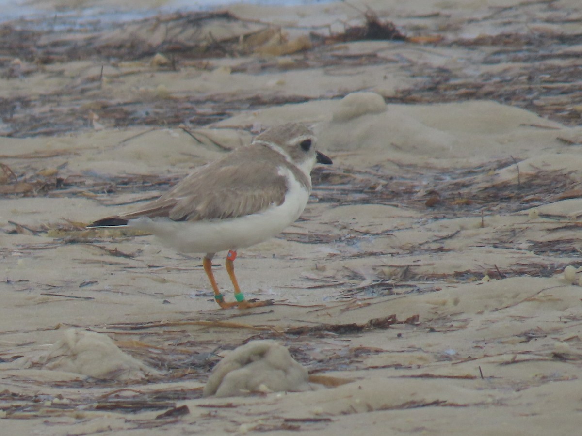 Piping Plover - ML515426311