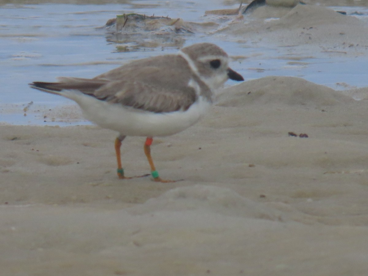 Piping Plover - ML515426321