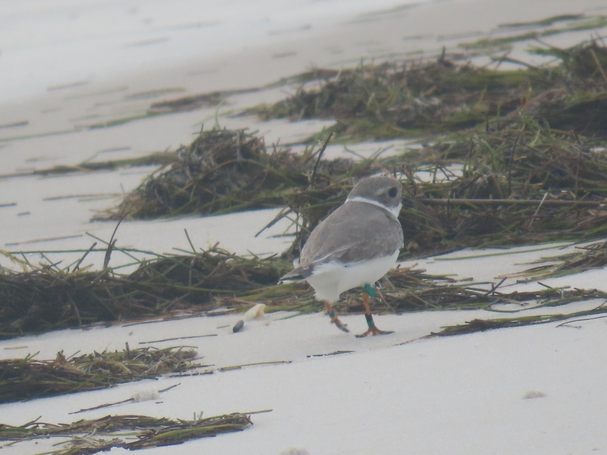 Piping Plover - ML515426621
