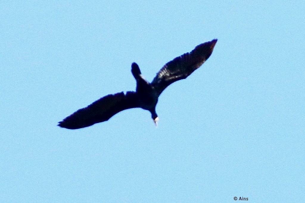Great Cormorant - ML515426761