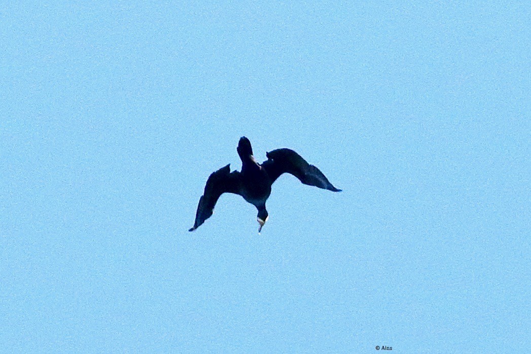Great Cormorant - ML515426771