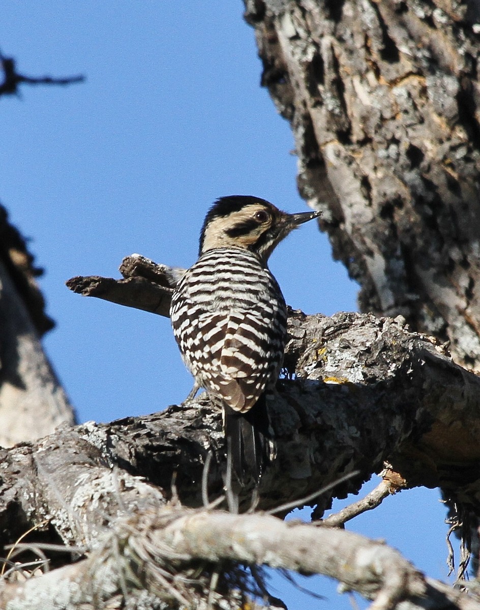 Ladder-backed Woodpecker - Tripp Davenport