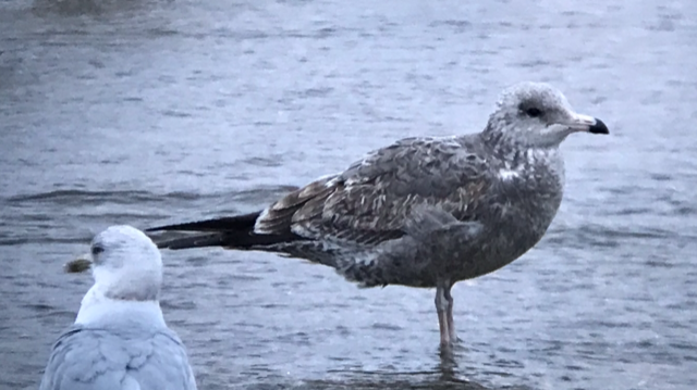 California Gull - ML515428271