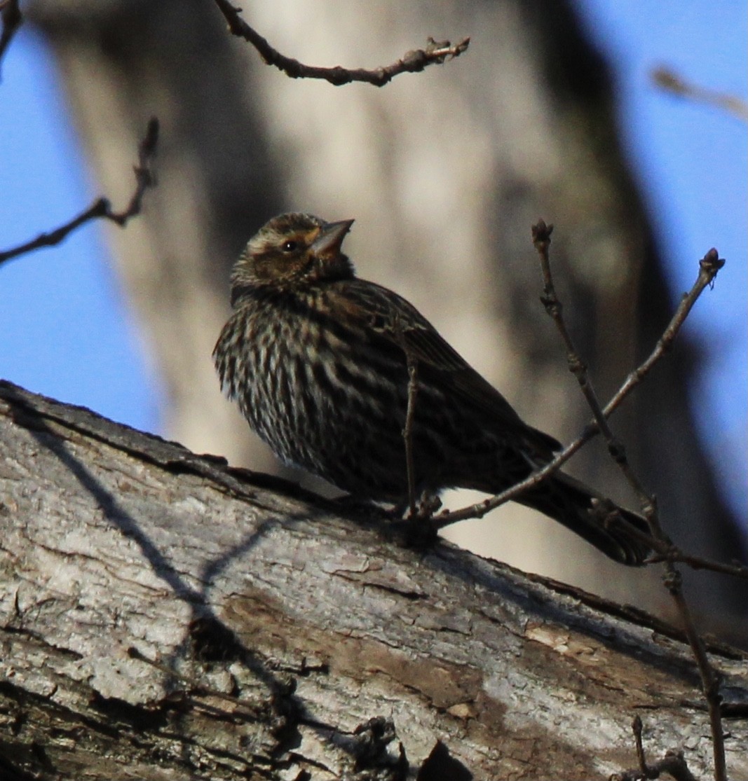 Red-winged Blackbird - ML515428431