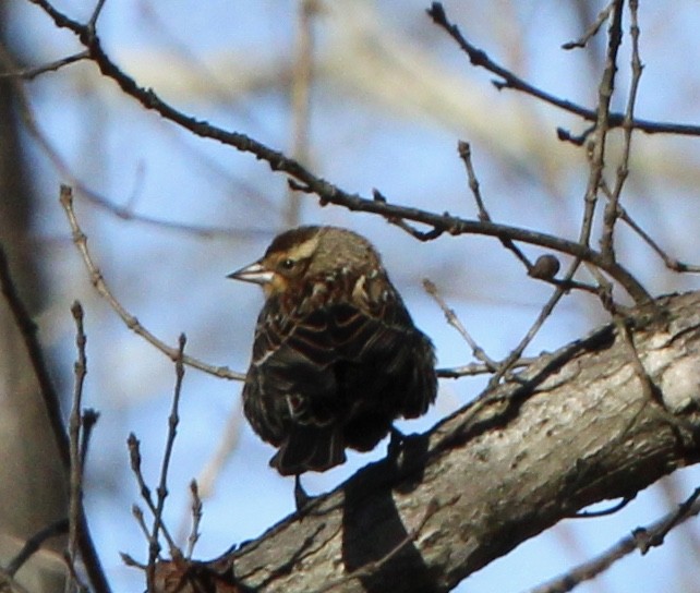 Red-winged Blackbird - ML515428451