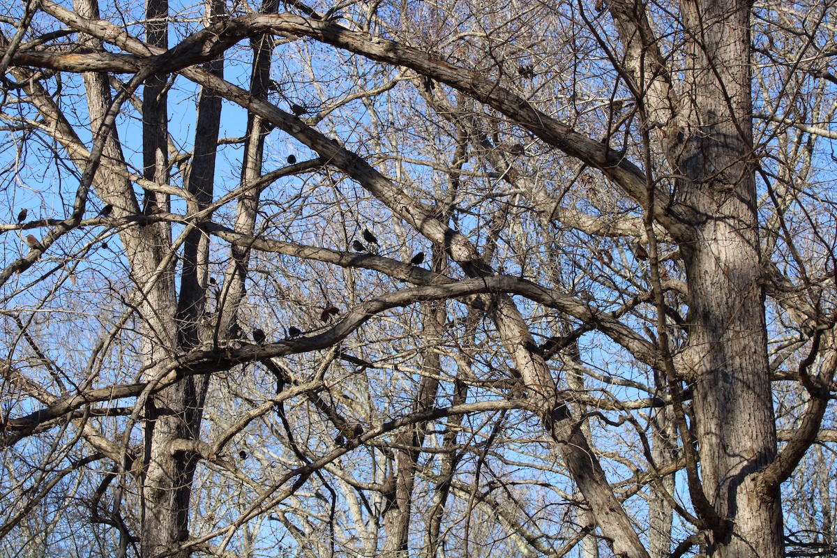 Red-winged Blackbird - ML515428471