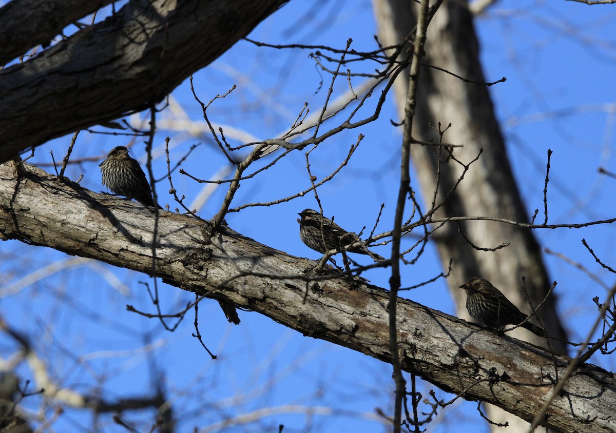 Red-winged Blackbird - ML515428521