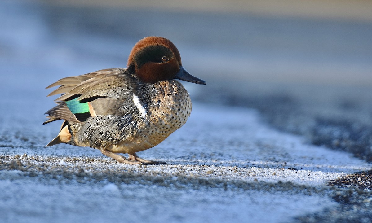 Green-winged Teal - Nick  Park