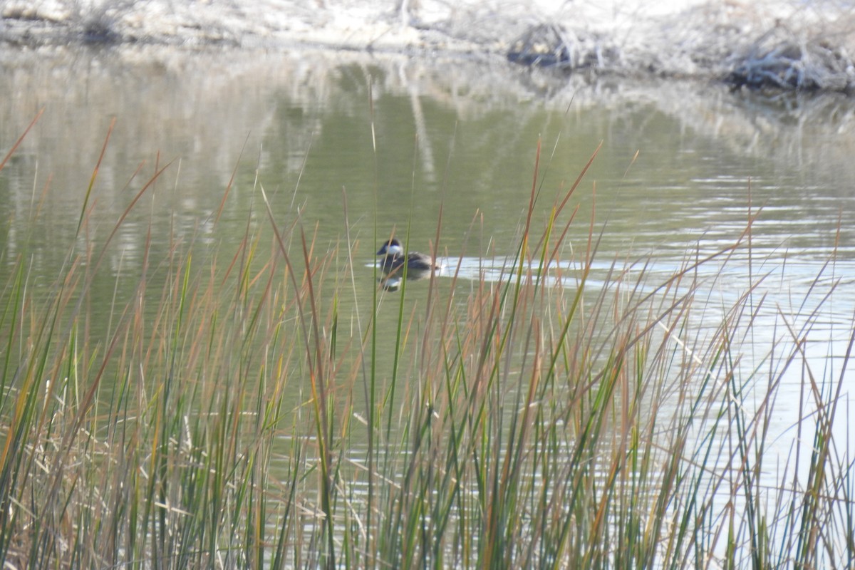 Ruddy Duck - ML515431311