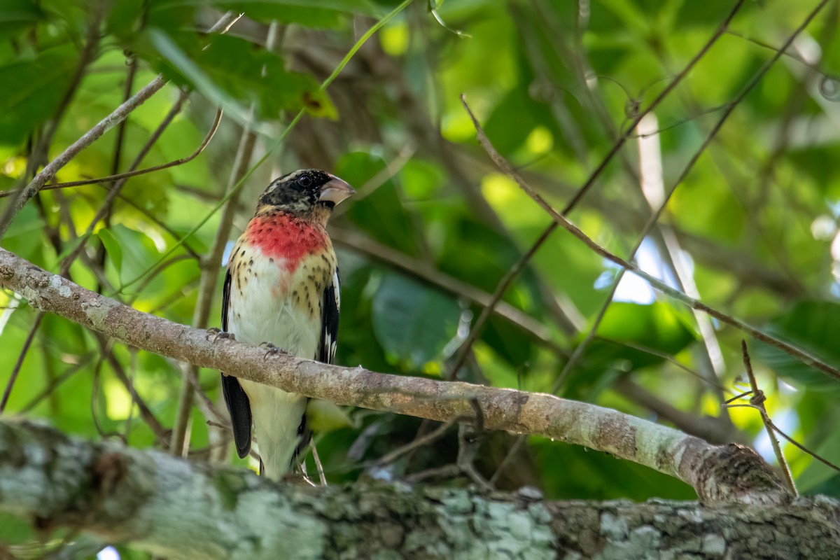 Rose-breasted Grosbeak - ML515432101