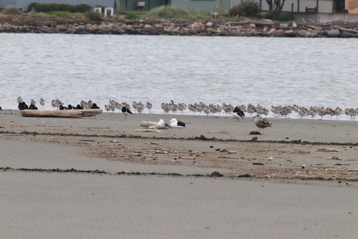 Gaviota Cocinera - ML515432801