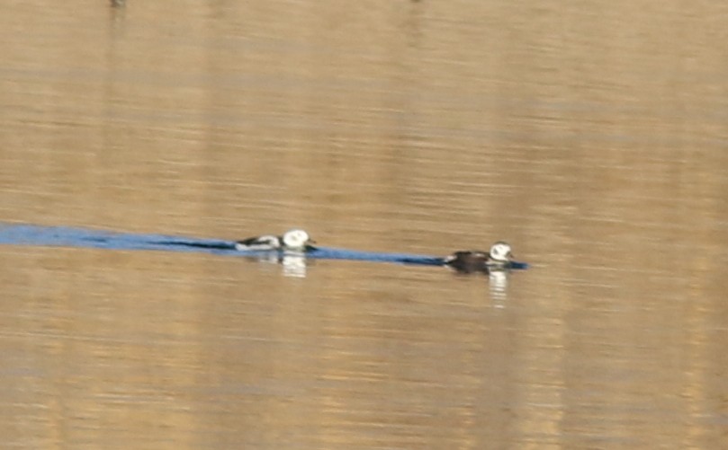 Long-tailed Duck - Lorraine Lanning