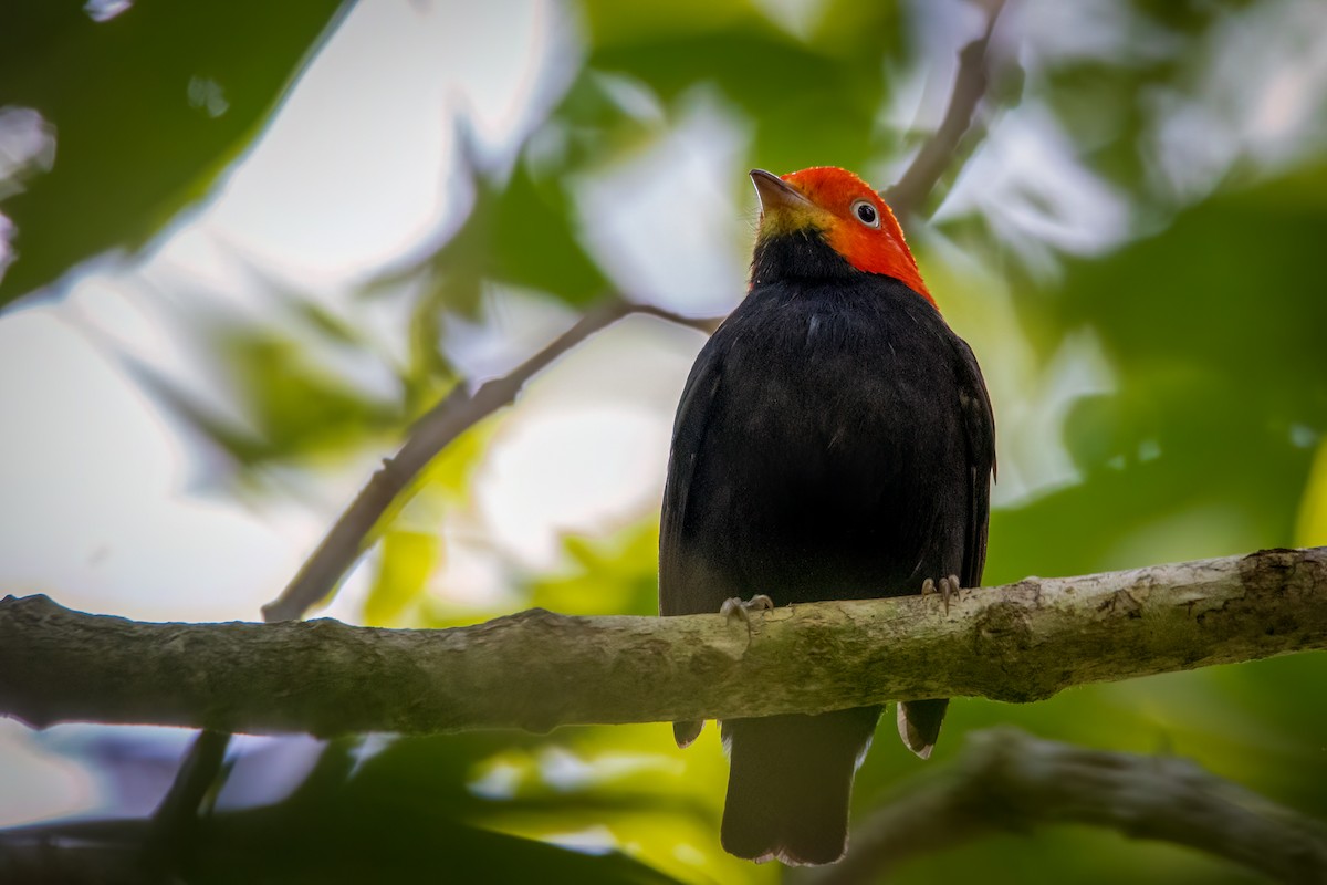 Red-capped Manakin - ML515433141