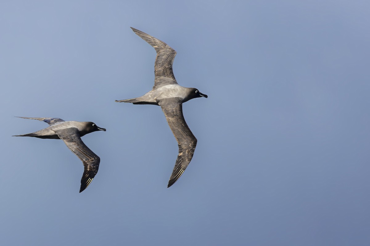 Light-mantled Albatross - Bradley Hacker 🦜