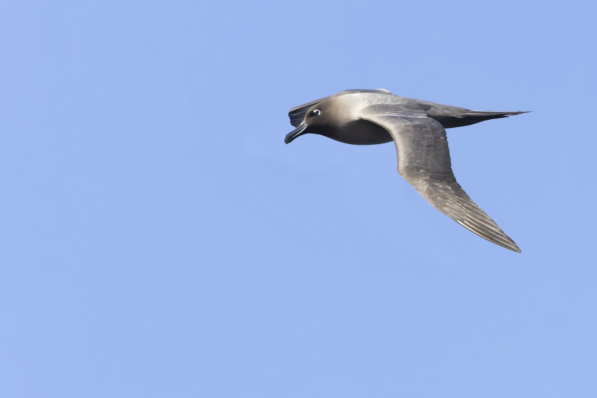 albatros světlehřbetý - ML515433501
