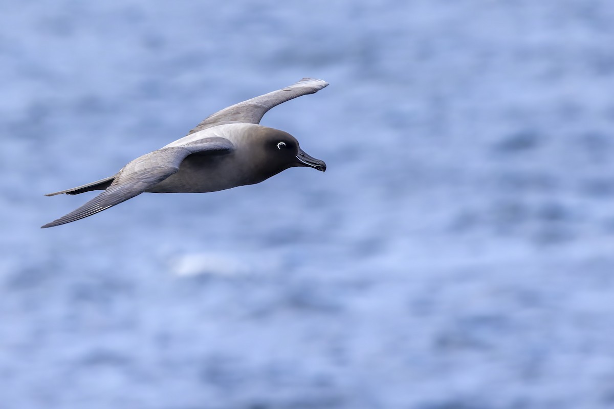 Light-mantled Albatross - Bradley Hacker 🦜