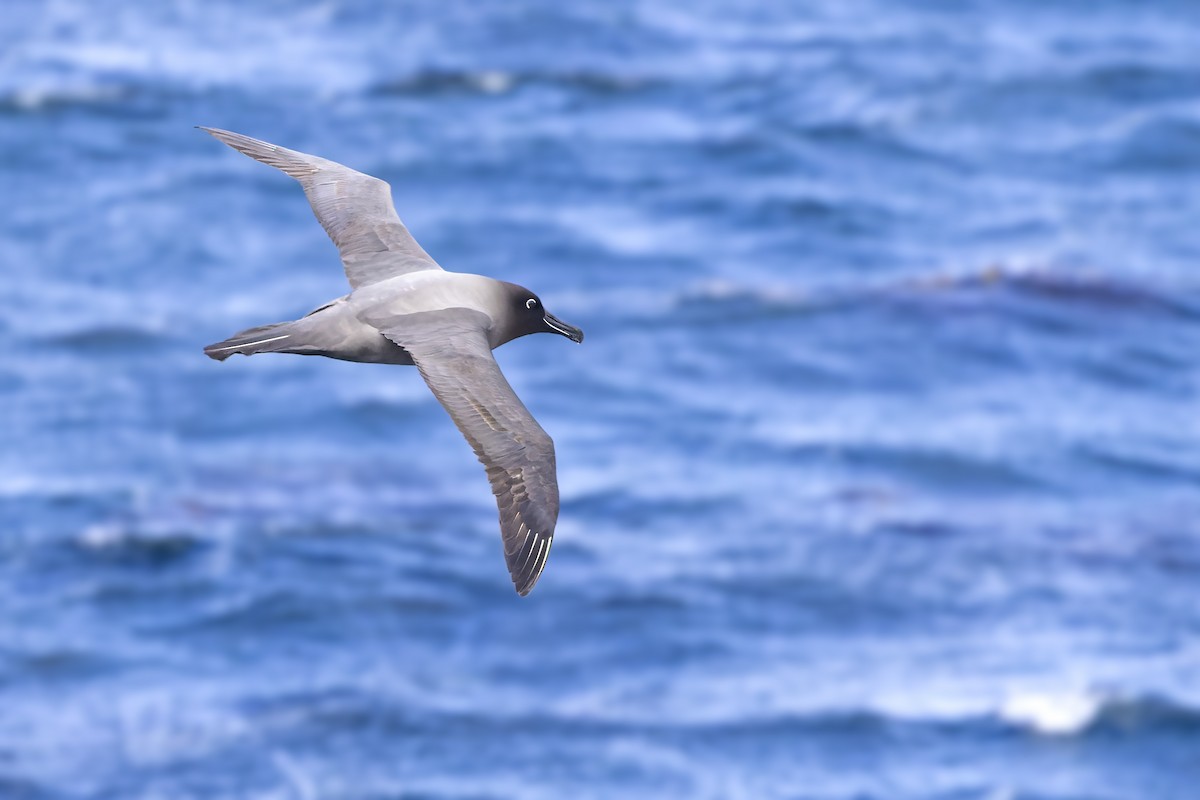 Light-mantled Albatross - Bradley Hacker 🦜