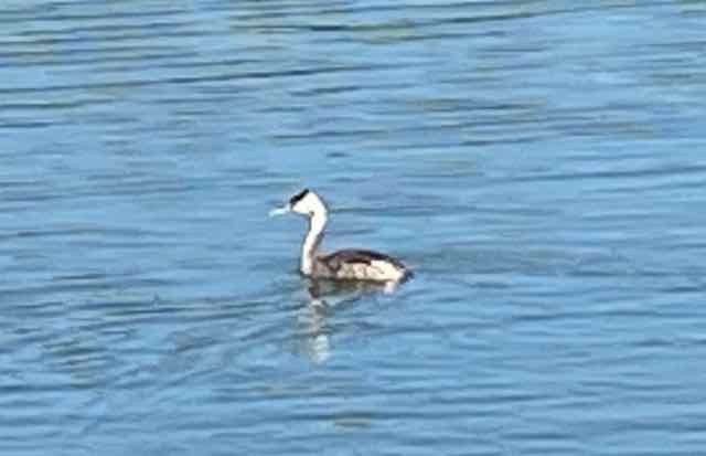 Great Crested Grebe - ML515433581