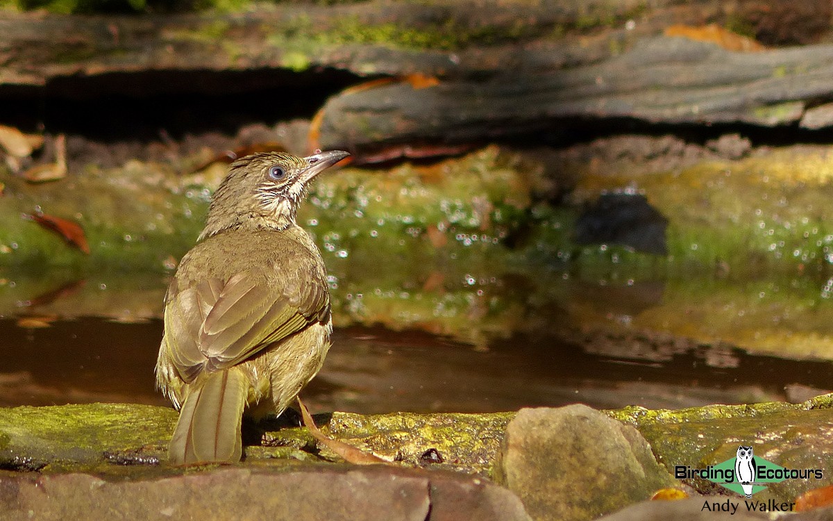 Streak-eared Bulbul - ML515433981