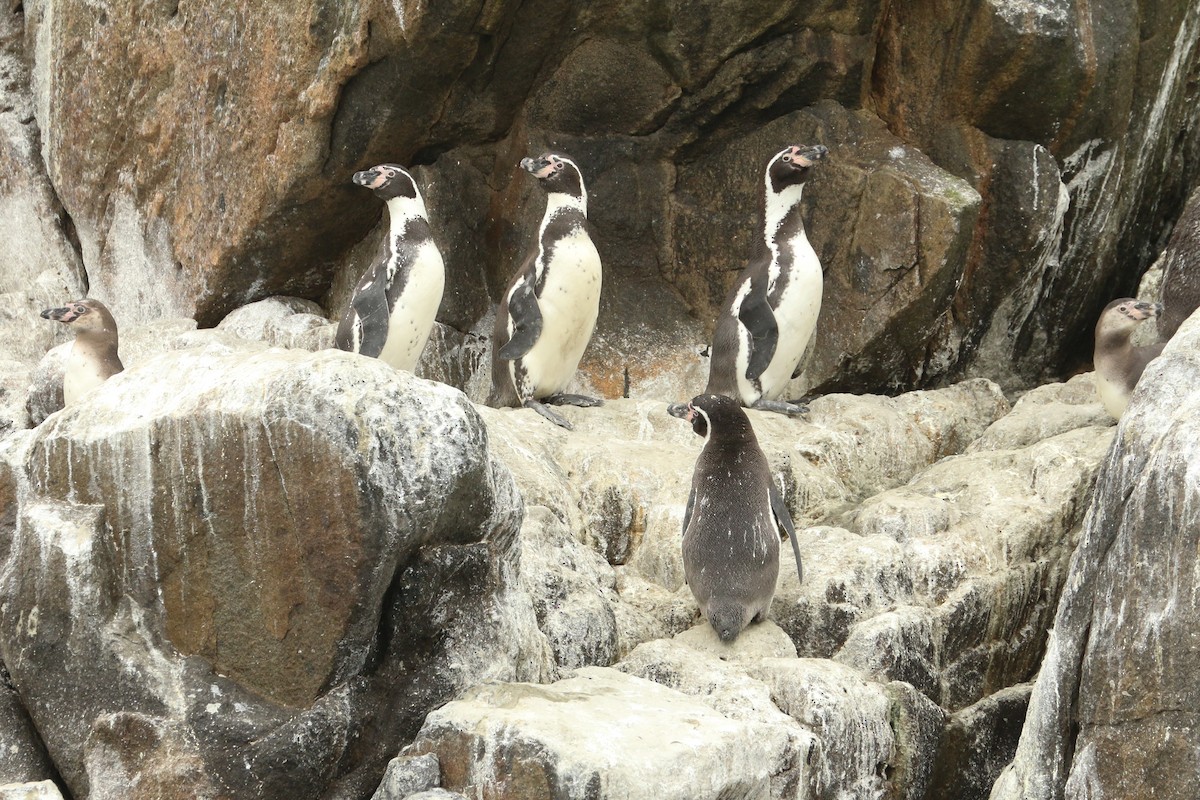 Humboldtpinguin - ML515434591