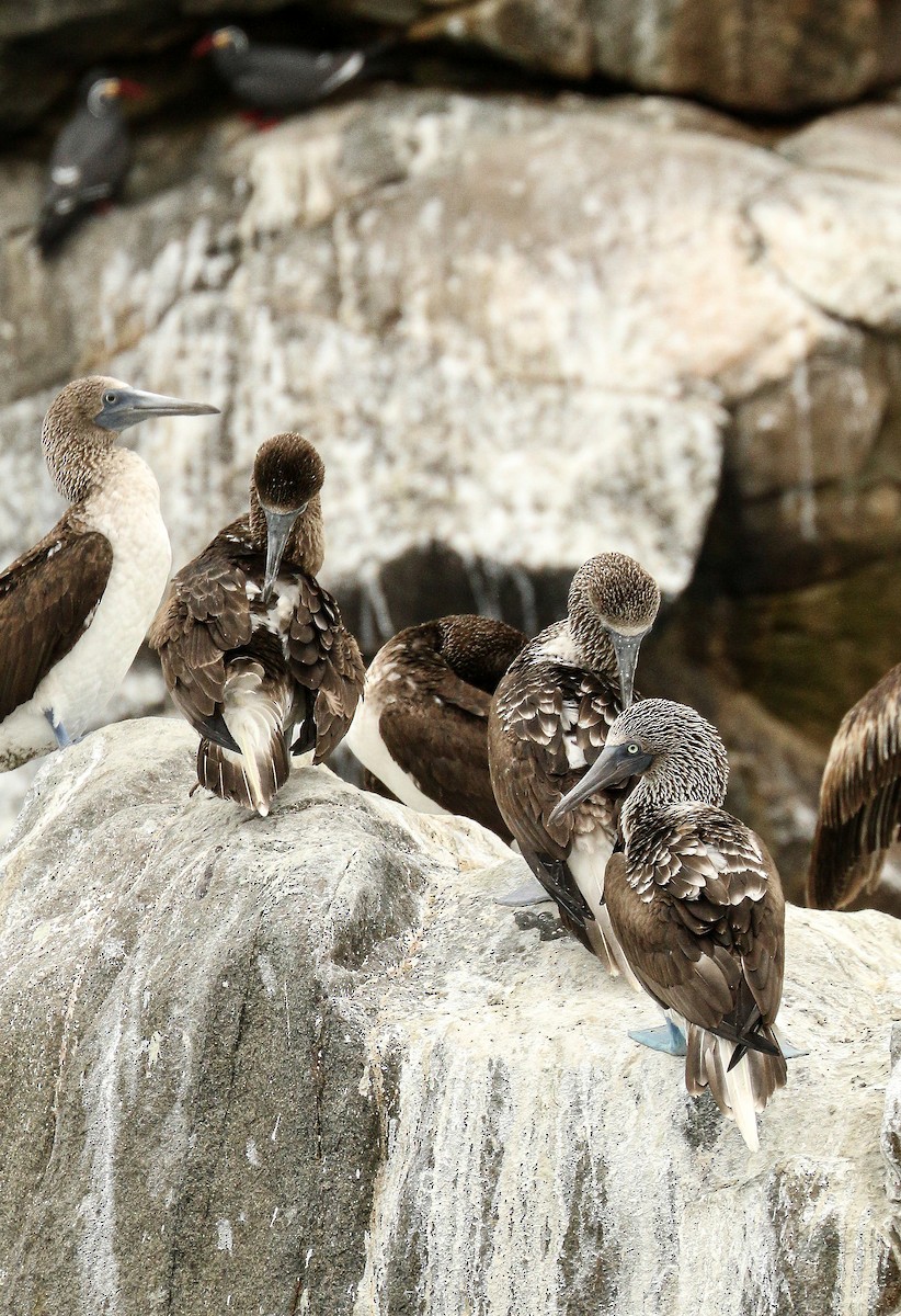 Blue-footed Booby - ML515434631