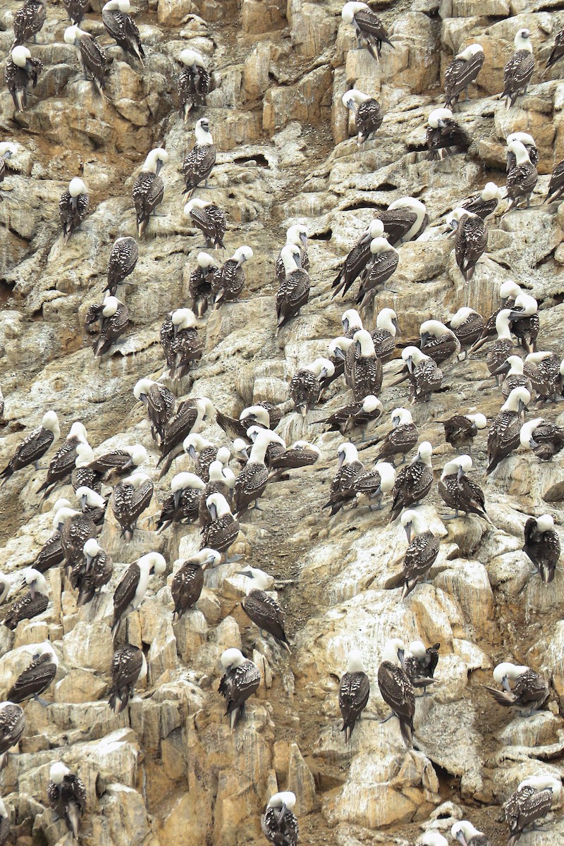 Peruvian Booby - ML515434871