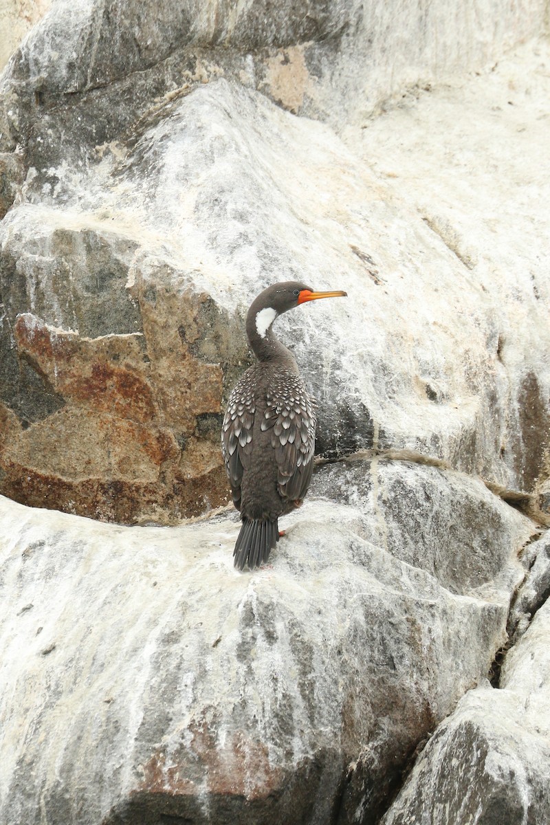 Red-legged Cormorant - ML515434941