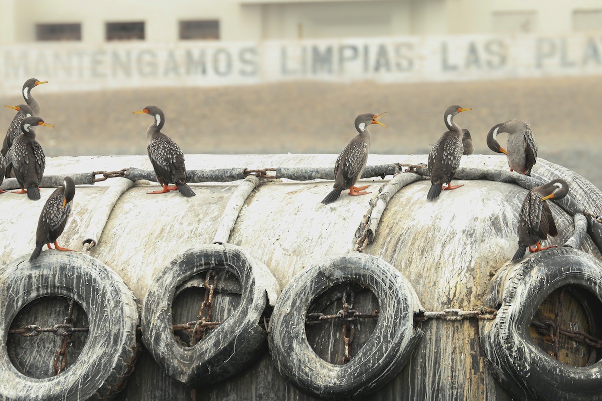 Red-legged Cormorant - ML515434961