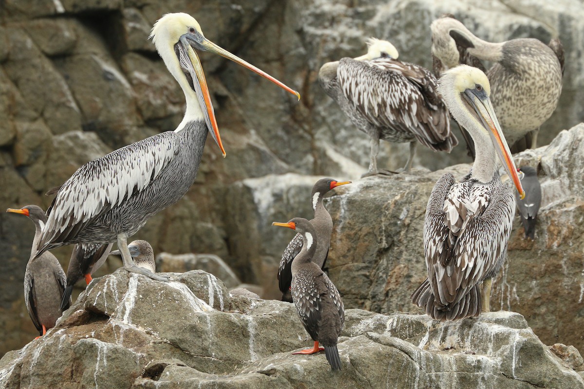 Peruvian Pelican - Frank Thierfelder