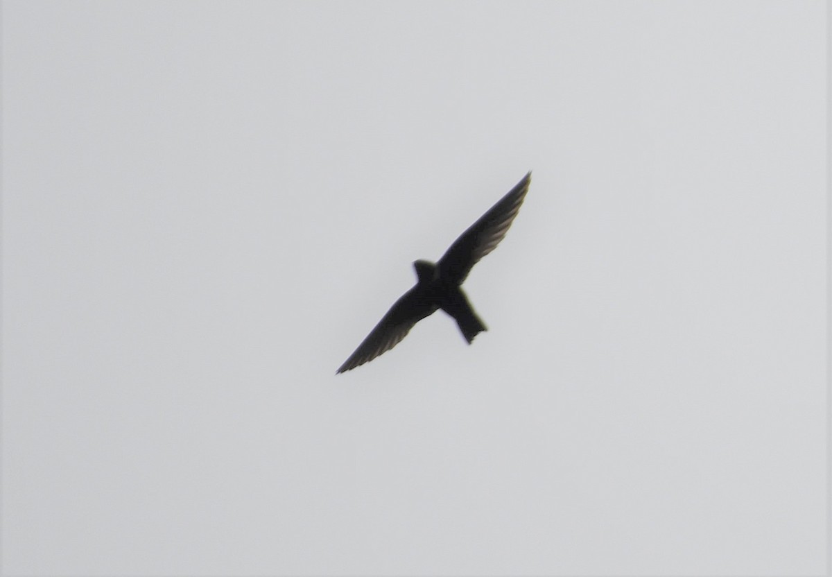 White-collared Swift - ML515435121