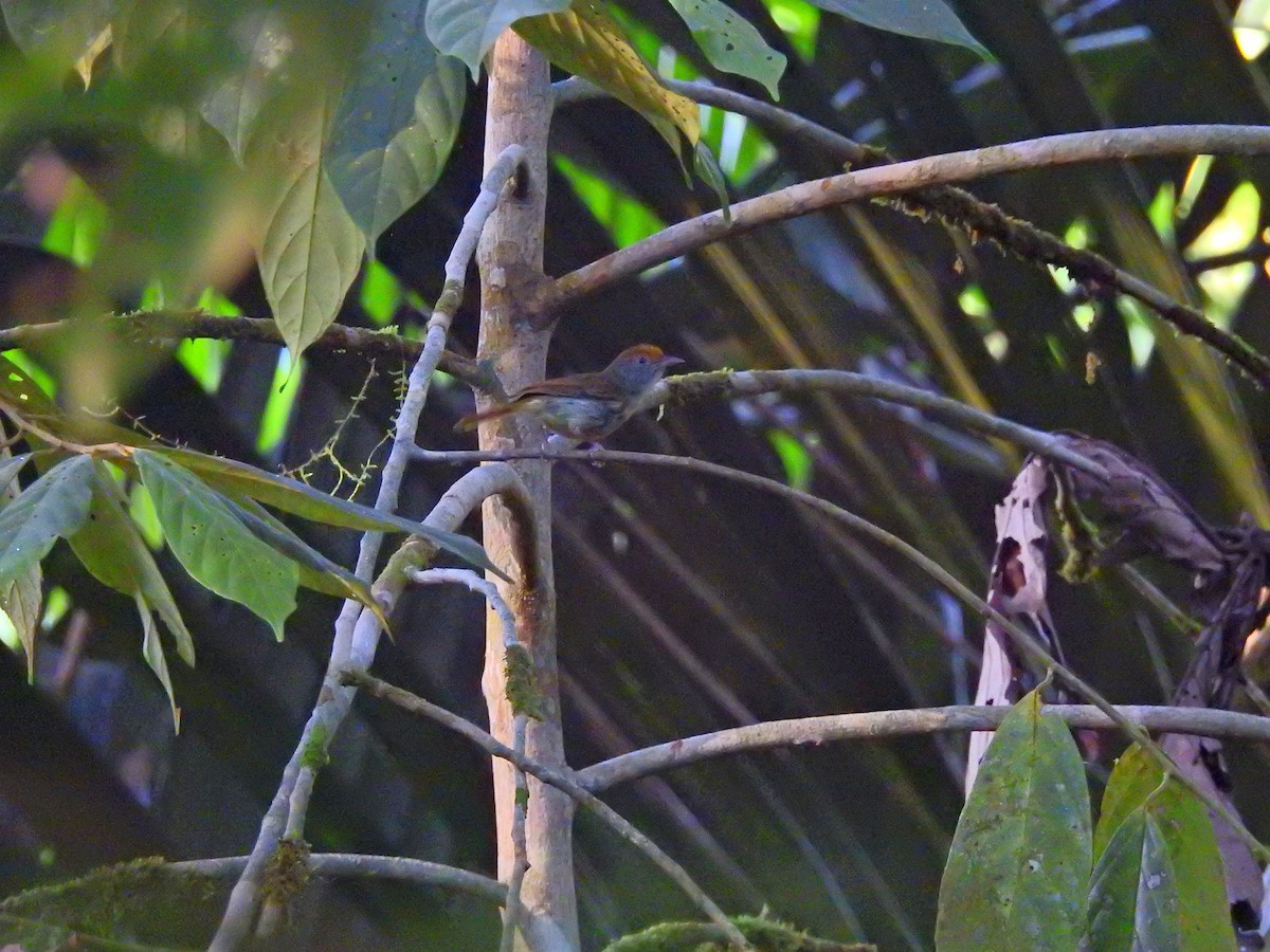 Tawny-crowned Greenlet - ML51543581