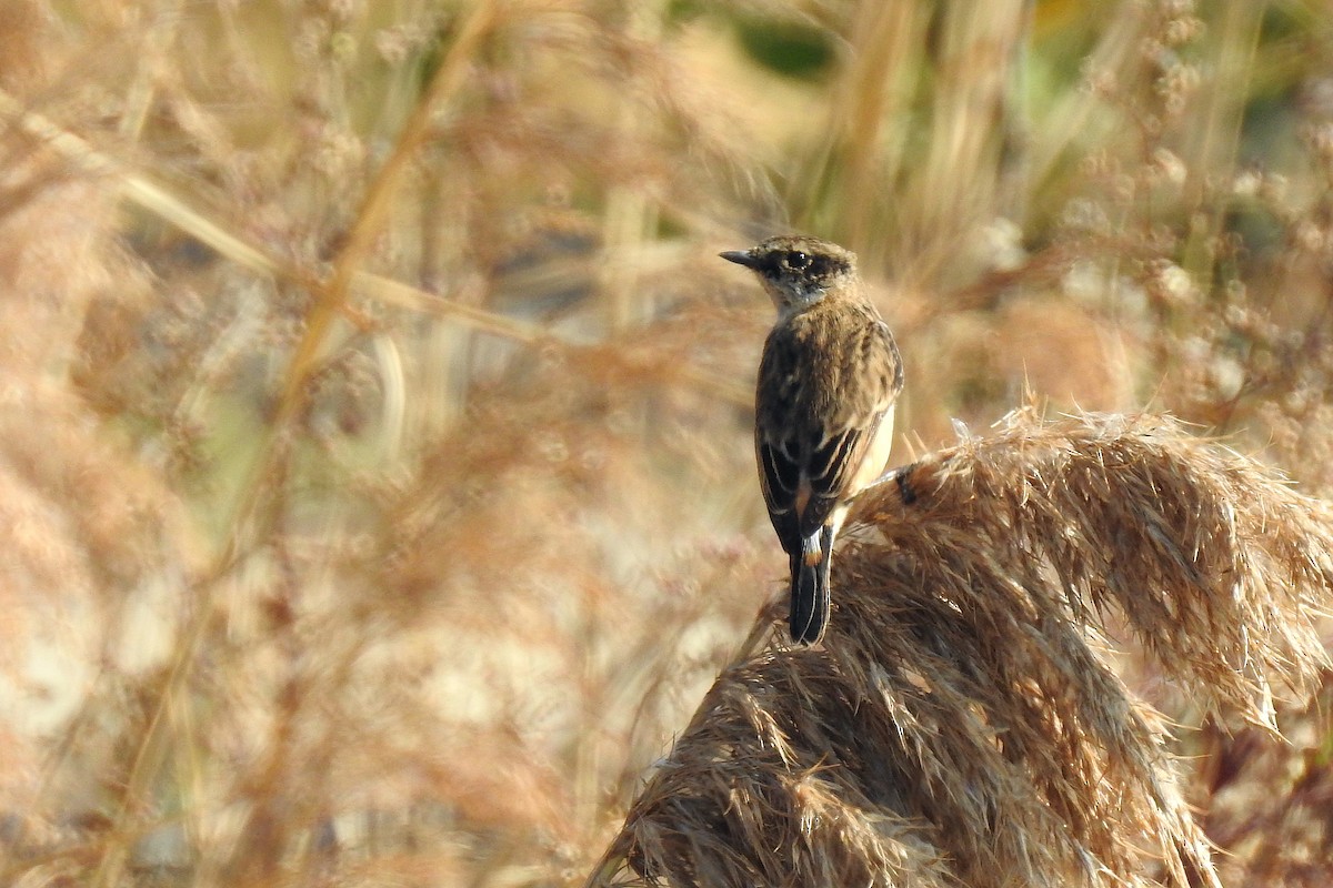 Amur Stonechat - ML515436221