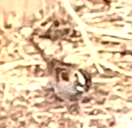 White-throated Sparrow - ML515436471