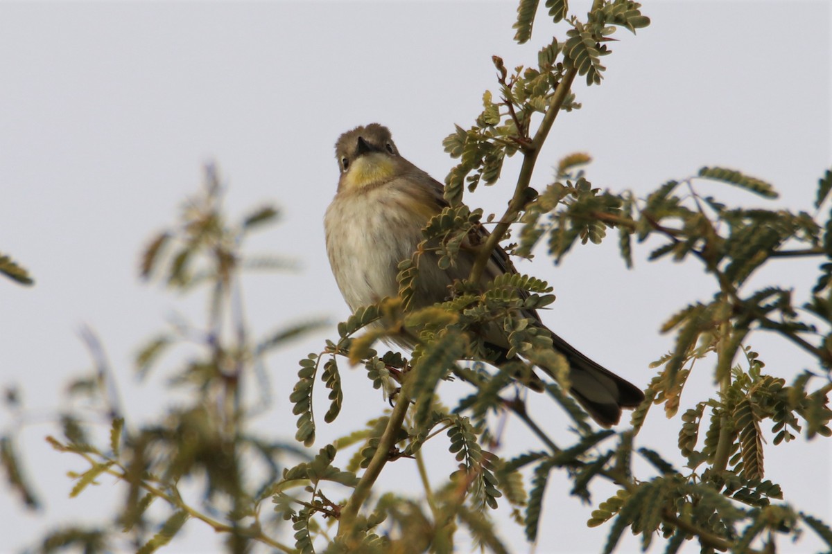 Yellow-rumped Warbler - ML515436581