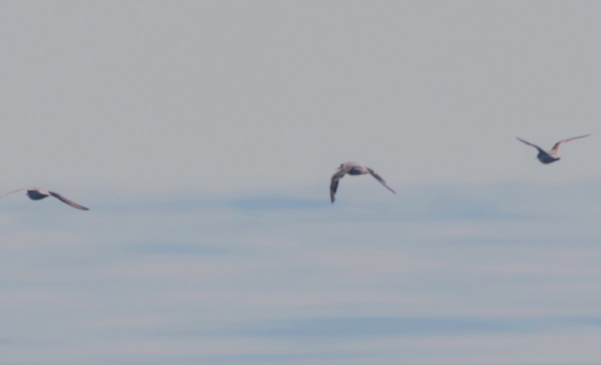 Red Phalarope - Oliver  Komar