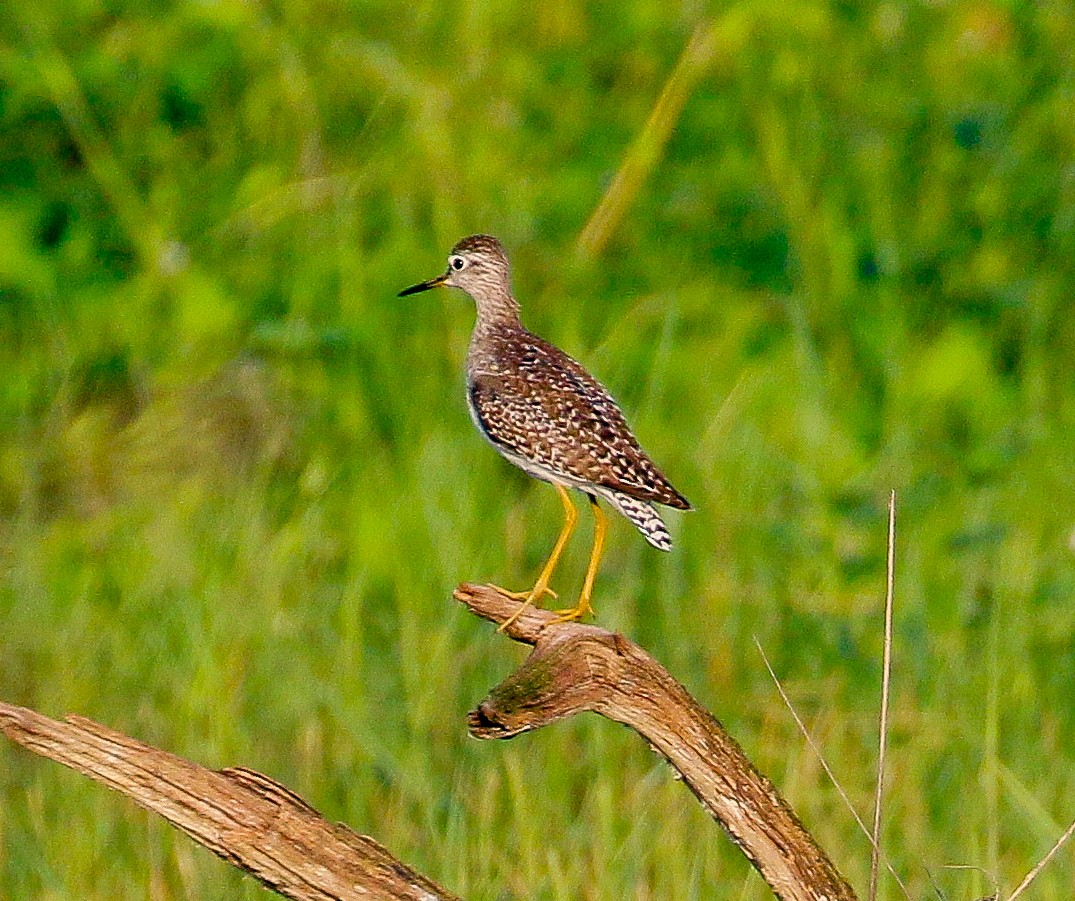 タカブシギ - ML515437421