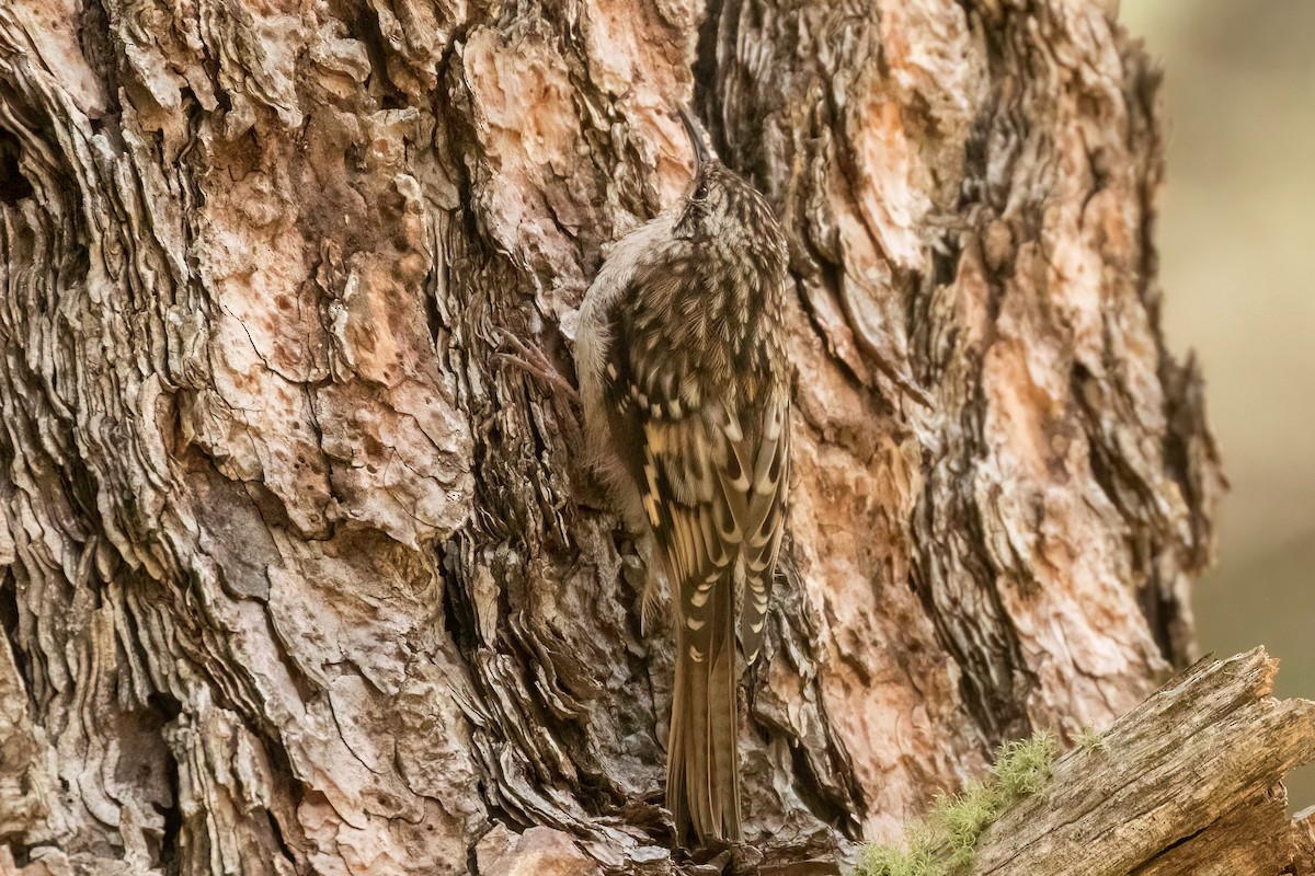 Brown Creeper - ML515437451