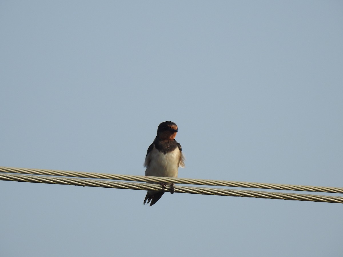 Golondrina Común - ML515437781