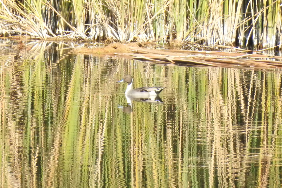 Northern Pintail - ML515437811