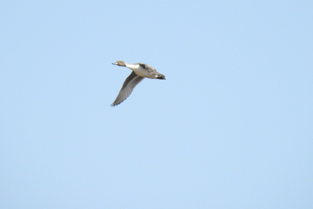 Northern Pintail - ML515437901