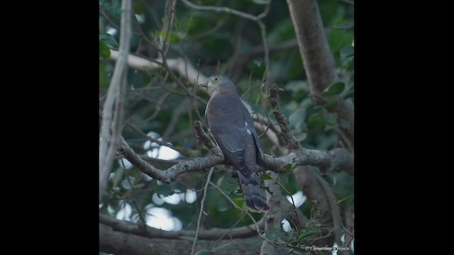 Common Hawk-Cuckoo - ML515440311