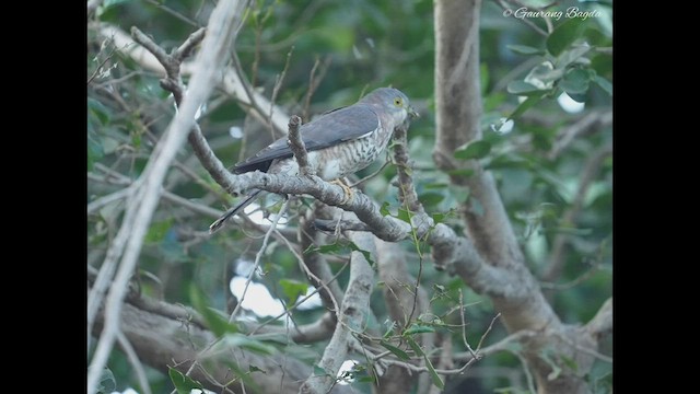 Common Hawk-Cuckoo - ML515440321