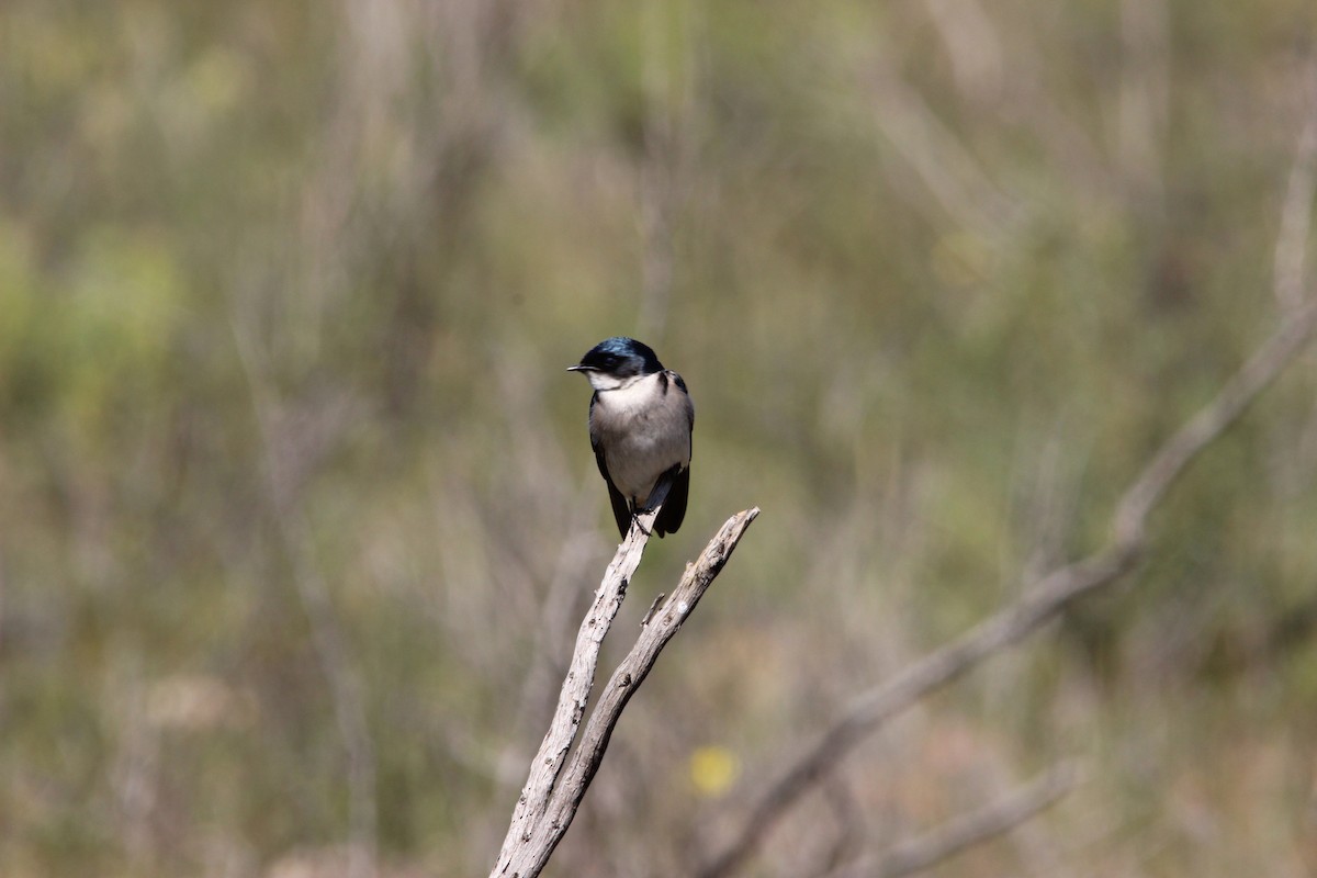 Pearl-breasted Swallow - ML515440851