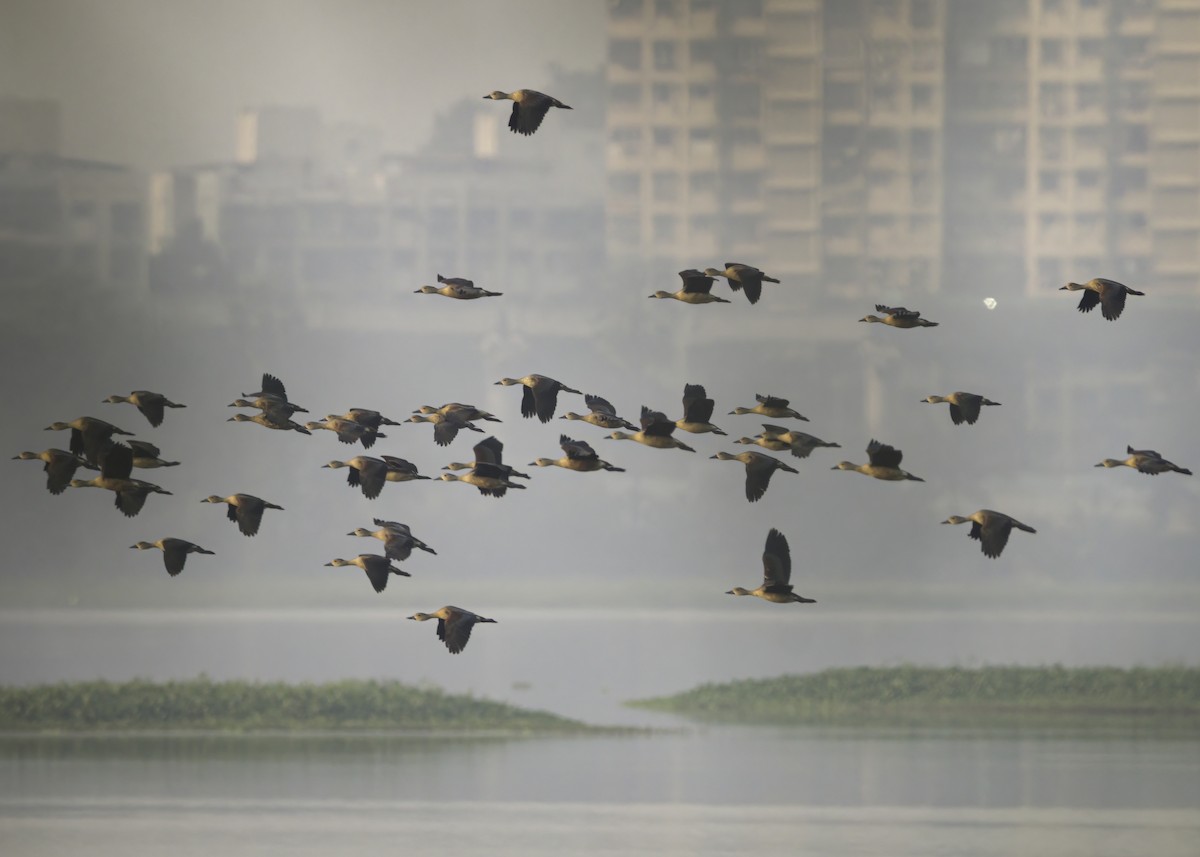 Lesser Whistling-Duck - Aditya Sethi