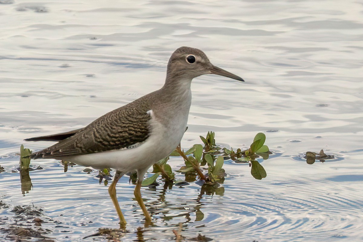 Spotted Sandpiper - ML515442001