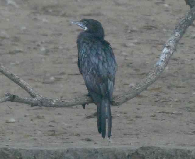 Little Cormorant - Sare Demarest