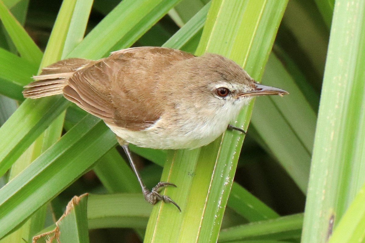 Lesser Swamp Warbler - Andrew Core