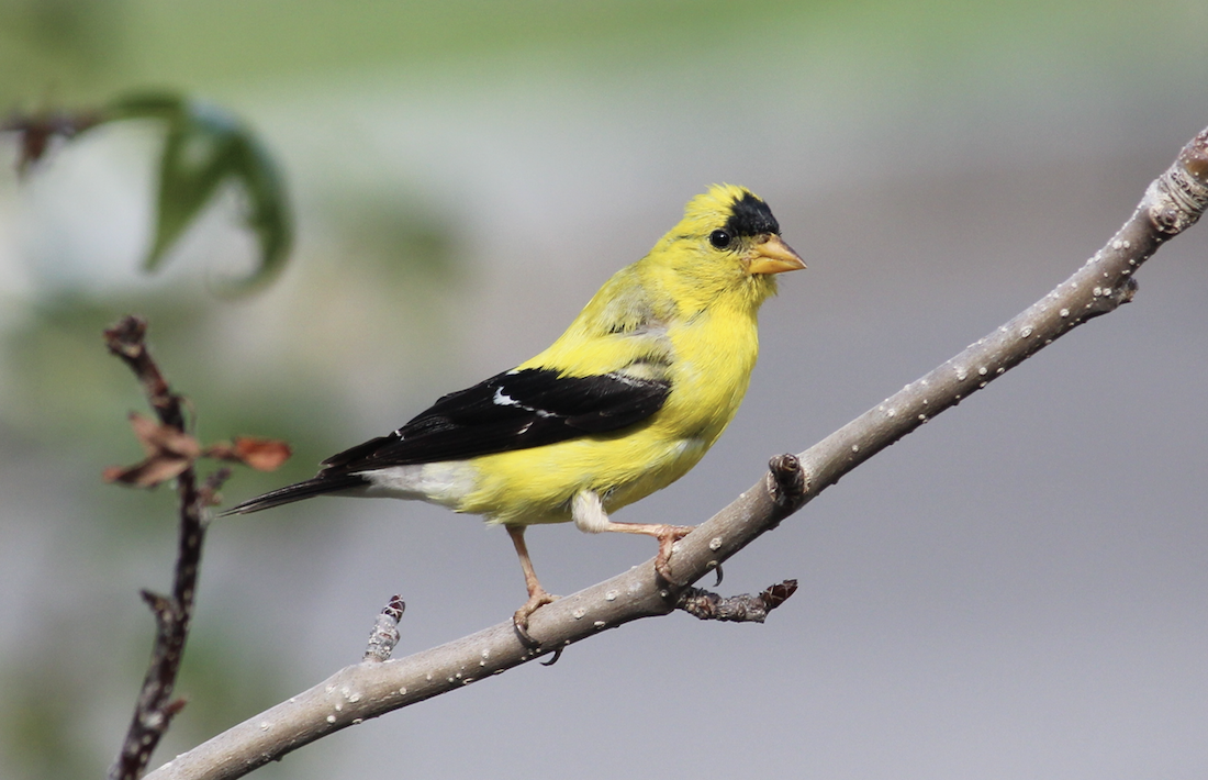 American Goldfinch - ML515444701